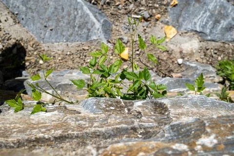 Life emerging from solid rock. Stock Photos