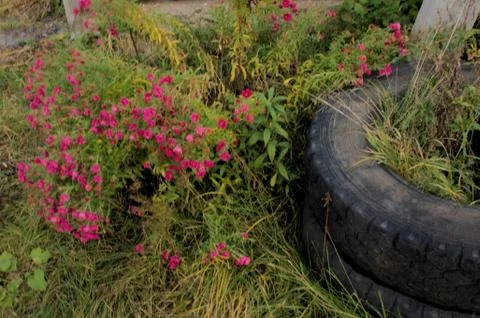 Life is everywhere Stock Photos