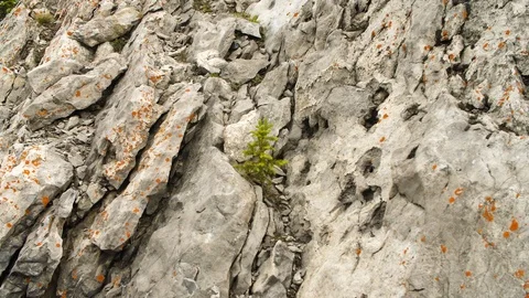 Life finds a way Stock Footage 114893760