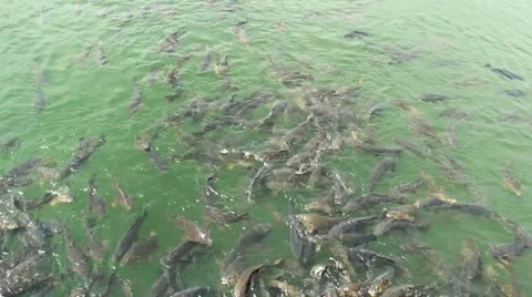 Life Fish Stock Footage 22422300