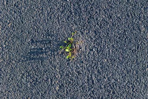 The life force of the plant breaks through green leaves through the laid new  Stock Photos