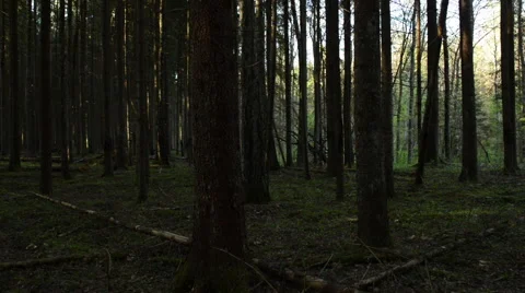 Life in the forest Stock Footage 60656141