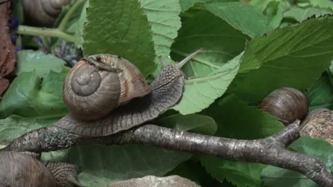 From the life of grape snails Stock-Footage 131515174