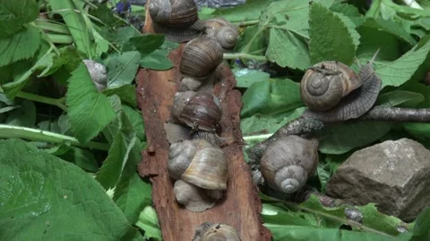 From the life of grape snails 動画素材 131515177