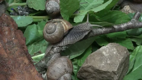 From the life of grape snails Stockbeeldmateriaal 131515252