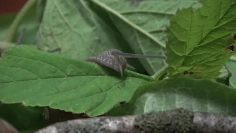 From the life of grape snails Stock Footage 131515559