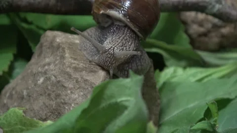From the life of grape snails Stock-Footage 131515841