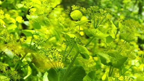 Life in the Green Stock Footage 292201282