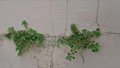 Life Growing Through Concrete Video stock 338396753