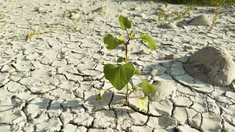 Life grows again on dry soil Stock Footage 301918652
