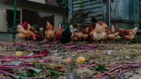 Life in the henhouse Stock Footage
