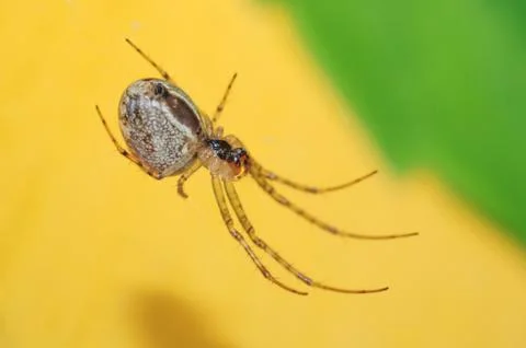 Life of insect in nature close up Stock Photos