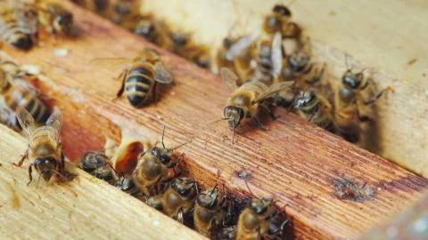 Life inside a bee hive. Bees work on frames with honey Foto stock