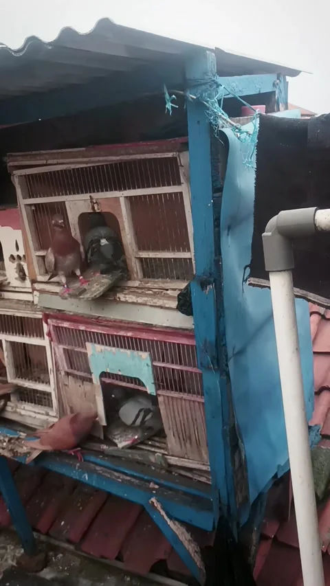 Life inside the birdcage Stock Footage 276854004