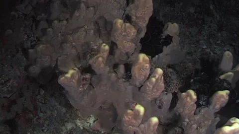 Life Inside Coral Burrows Tiny Crustaceans Hunting for Food in the Night Stock Footage 344782882