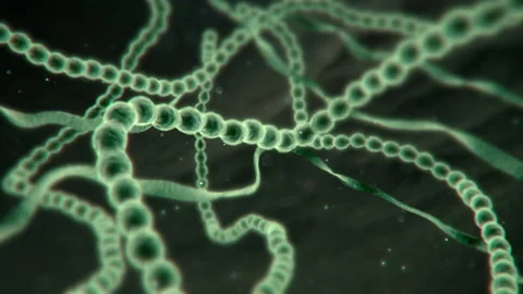 The life of microbes Stock Footage 170619593