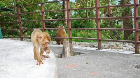 Life of monkey  lived on the mountain in the country, Thailand. Waiting for.. 動画素材 71111994
