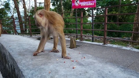Life of monkey  lived on the mountain in the country, Thailand. Waiting for.. Vídeo Stock 71111997