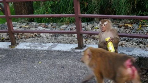 Life of monkey  lived on the mountain in the country, Thailand. Waiting for.. Stockbeeldmateriaal 71112085