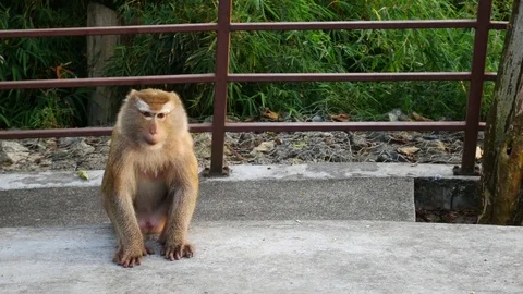 Life of monkey  lived on the mountain in the country, Thailand. Waiting for.. Video stock 71112093