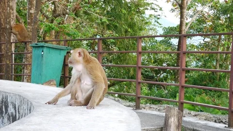 Life of monkey  lived on the mountain in the country, Thailand. Waiting for.. Video stock 71112113