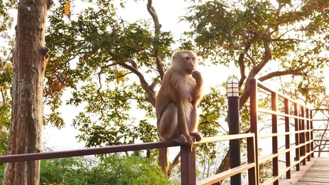 Life of monkey  lived on the mountain in the country, Thailand. Waiting for.. Vídeos de archivo 71112166