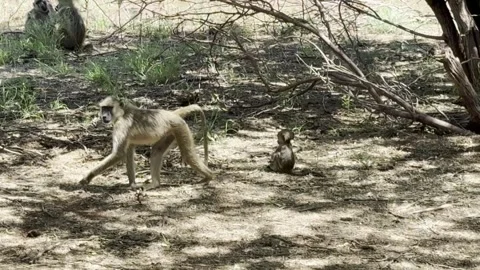 The life of monkeys. A mother monkey and her baby. Kenya. 库存影片 340122557