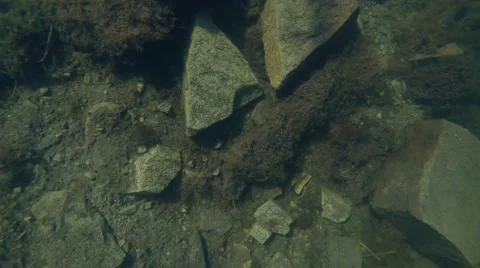 Life newts at the bottom of the reservoir, float to the surface from the depths Video stock 42700342