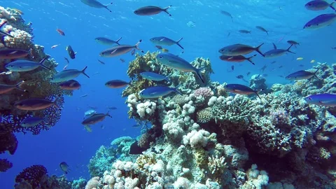 Life in the ocean. Tropical fish and coral reefs. Beautiful corals. Stock Footage