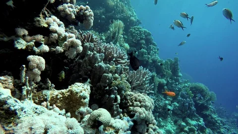Life in the ocean. Tropical fish and coral reefs. Stock Footage 89727420