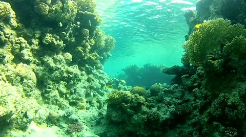 Life in the ocean.mp4 Stock Footage 57418358