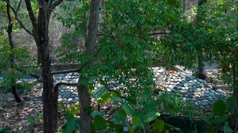 Life in an Old Tree Branch Stock Footage 313570767