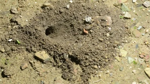 The life of one cricket. 스톡 동영상 292530474