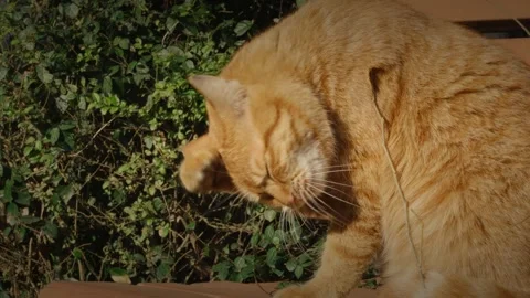 Life of an Orange Cat Part 33 Vidéo 333427901