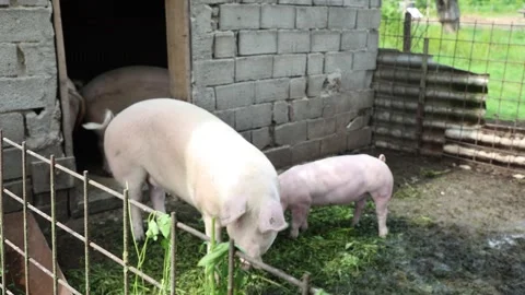 The life of pigs in a piggery on a farm Stock Footage 323330929