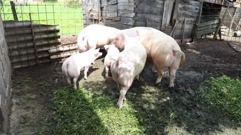 The life of pigs in a piggery on a farm Stock Footage 323330968