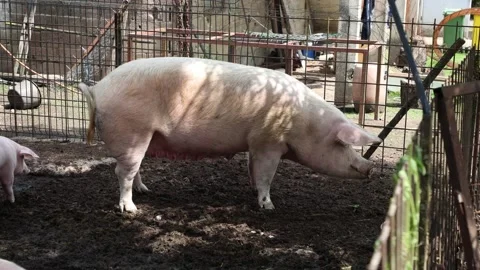 The life of pigs in a piggery on a farm Stock Footage 323331004
