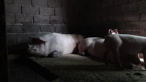 The life of pigs in a piggery on a farm Stock Footage 323331153