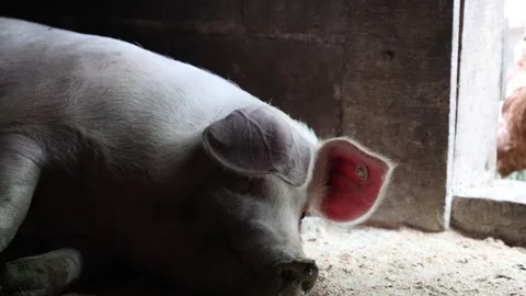 The life of pigs in a piggery on a farm Stock Footage 323331229