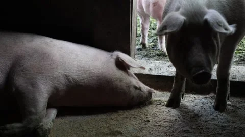 The life of pigs in a piggery on a farm 動画素材 323331364