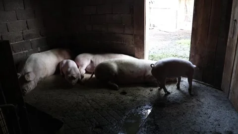 The life of pigs in a piggery on a farm Stock Footage 323331409