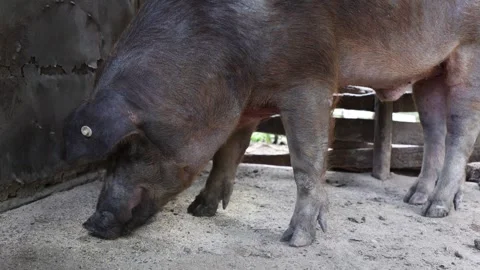 The life of pigs in a piggery on a farm 스톡 동영상 323331607