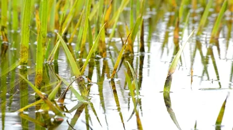 Life at the Pond Stock Footage 44497051