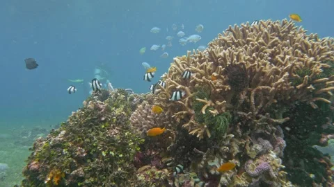 Life on the reef Stock Footage 340536153