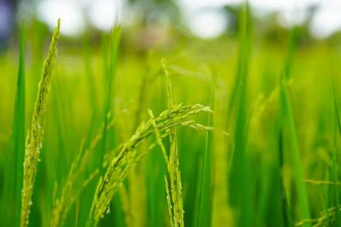 A life of the rice Stock Photos