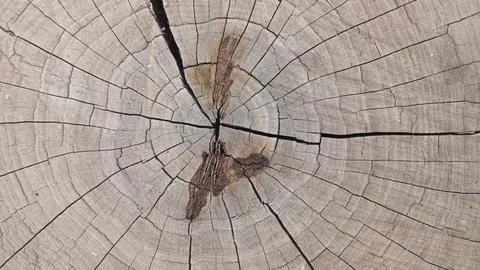 The Life Rings of a Tree Stock-Fotos