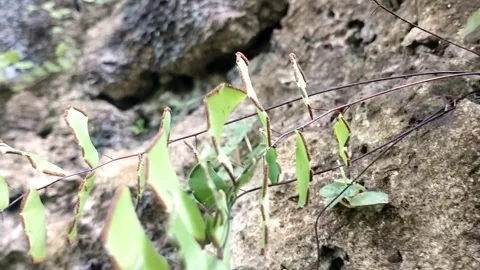 Life in the Rock Gap: Stock-Footage 328916101