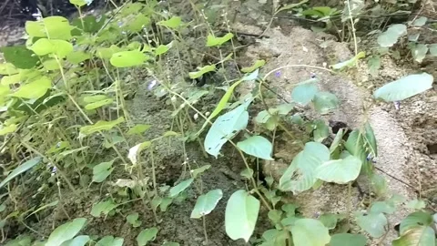 Life on the Rocks Stock Footage 330586834