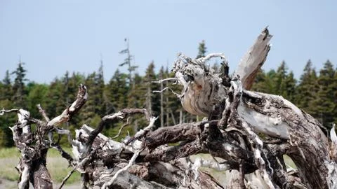 Life root Stock Photos