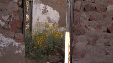 Life in Ruins Stock Footage 74142305
